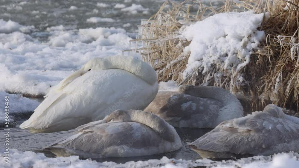 屈斜路湖-寒さに耐える白鳥たち 屈斜路湖-寒さに耐える白鳥たち