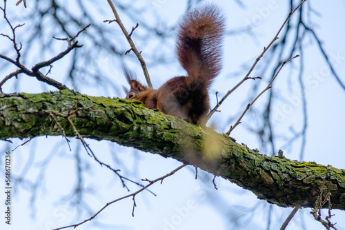 cute young squirrel portrait on tree at park, wildlife © Visualmedia