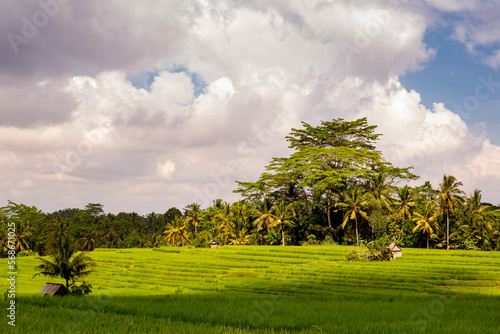 Rice fields near Ubud, Bali 