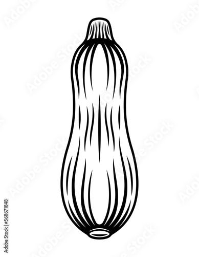 Zucchini or squash plant vector black monochrome graphic object or design element in engraving style isolated on white background