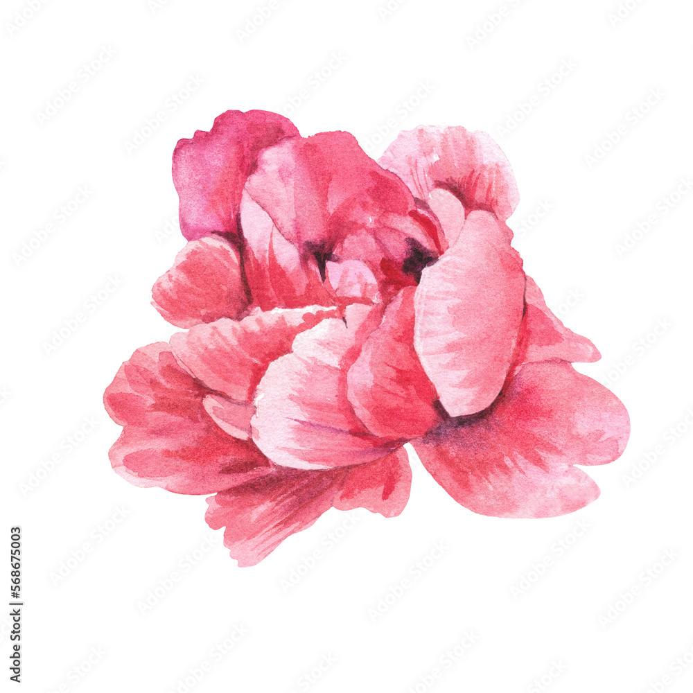 Beautiful pink flower on a white background. Bloom. Watercolor illustration. Beautiful pink flower on a white background. Bloom. Watercolor illustration.