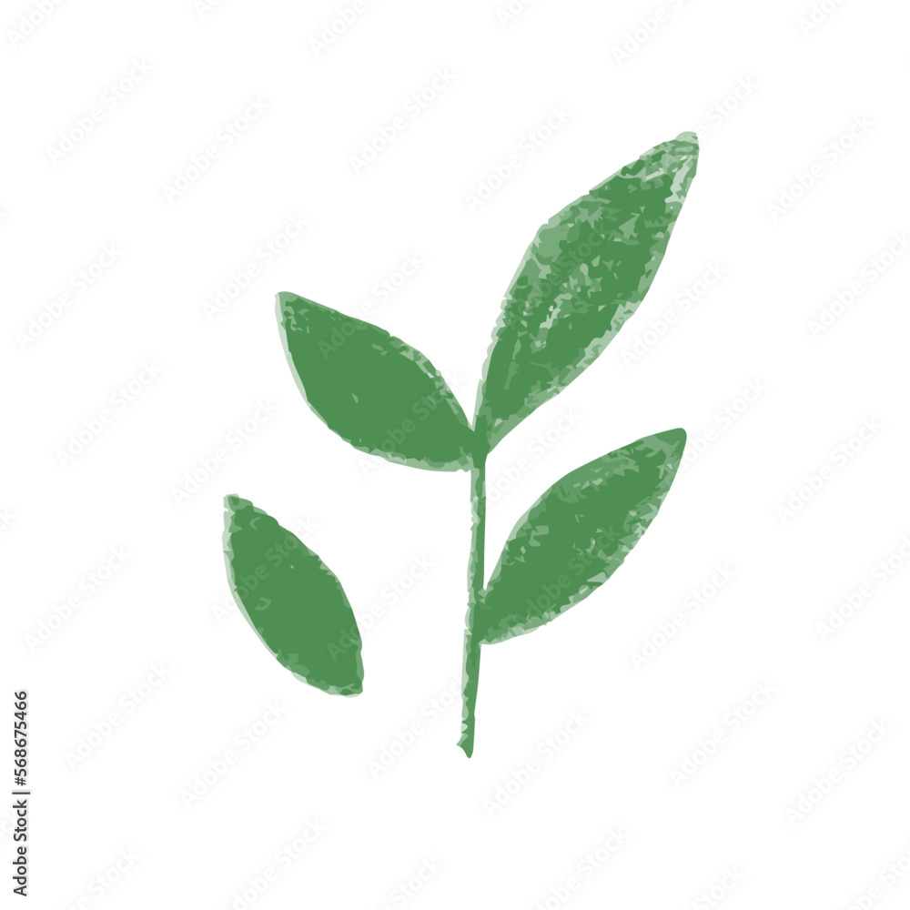 Isolated hand drawn illustration of fresh green tea leaves Isolated hand drawn illustration of fresh green tea leaves