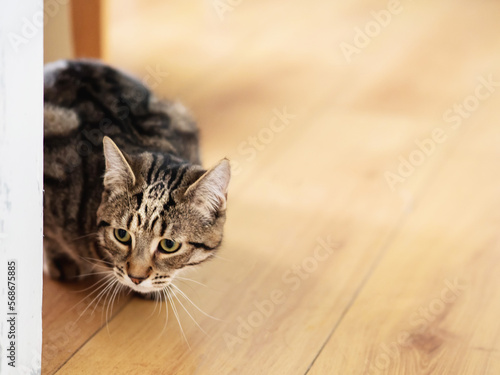 Cute tubby cat looking out sitting on a yellow wooden flor.