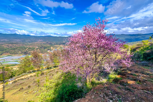 Cherry apricot tree bloom brilliantly in the spring morning on the hillside of Da Lat plateau  Vietnam