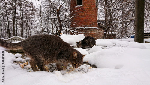 Fototapeta Naklejka Na Ścianę i Meble -  Winter morning. Stray cats eat