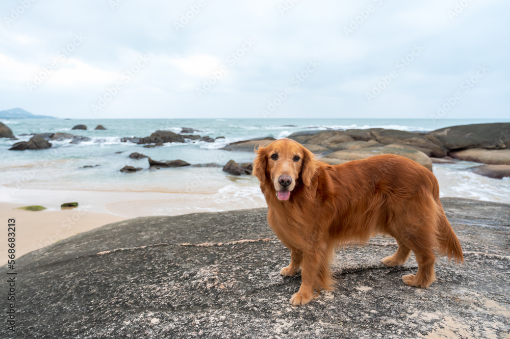 Golden Retriever standing on a rock by the sea
