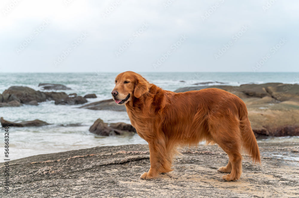 Golden Retriever standing on a rock by the sea