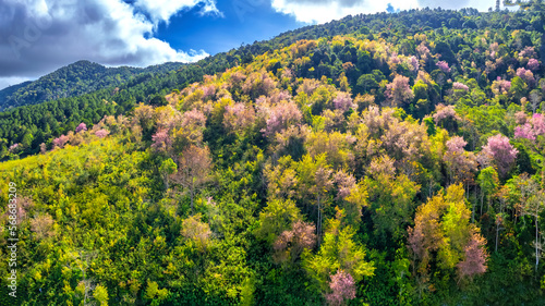 Fototapeta Naklejka Na Ścianę i Meble -  Forest full of wild sakura is blooming in springtime 2023, the color change gives the scenery vivid and gorgeous look in the highlands on the outskirts of Da Lat, Vietnam