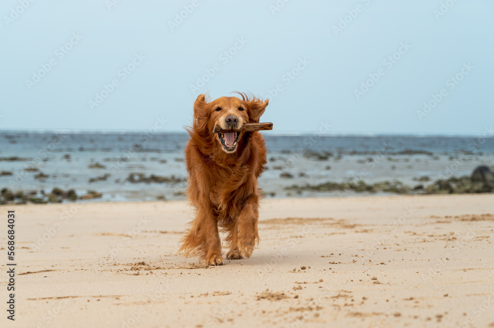 Golden retriever playing on the beach