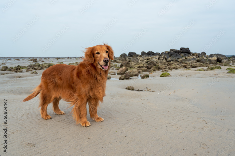 Golden Retriever standing on the beach by the sea