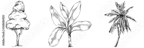 Detailed tree sketch hand draw silhouettes. Black and white nature illustration element.