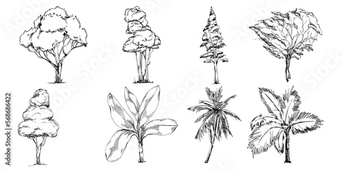 Detailed tree sketch hand draw silhouettes. Black and white nature illustration element.