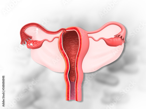Uterus and ovaries with fallopian tubes. 3d illustration.. photo