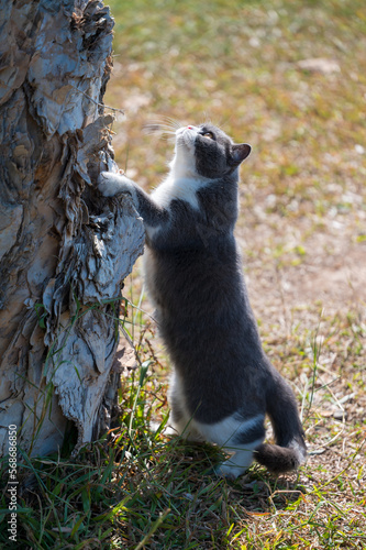 British shorthair cat standing and lying on a tree