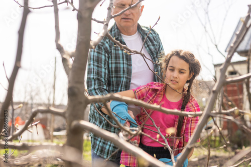 gardening, grandfather and granddaughter in the garden pruning trees