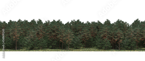 forest line, trees in the forest with grass and fallen leaves, isolated on white background, 3D illustration, cg render
