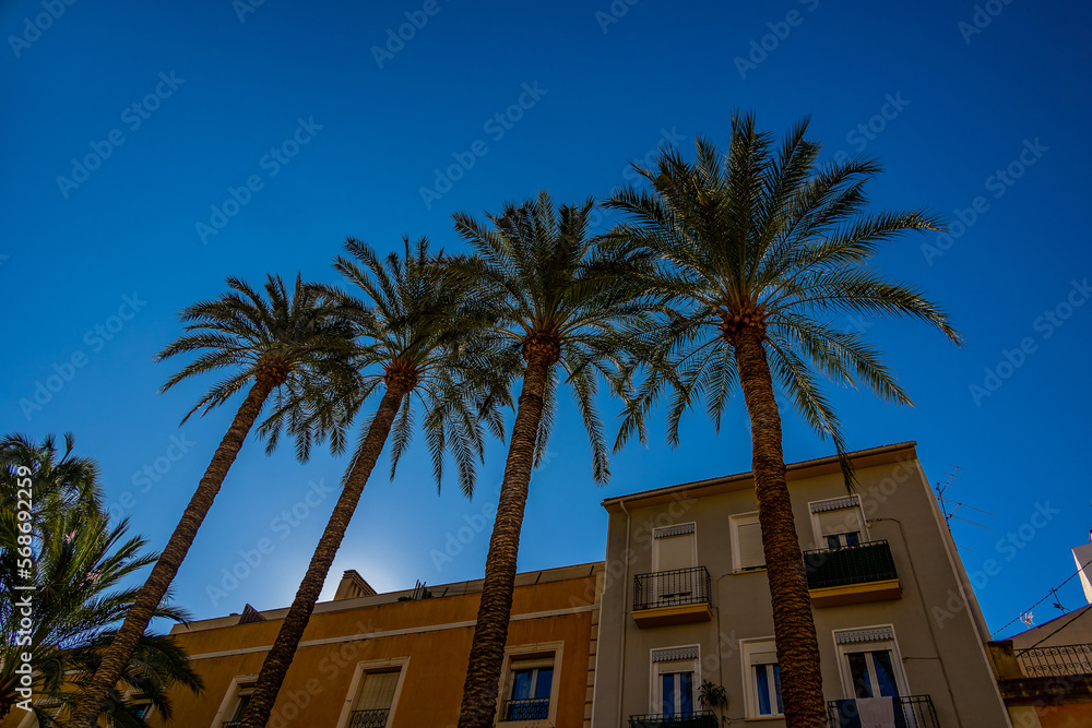 townhouses with palm trees in the city of Alicante spain against the sky