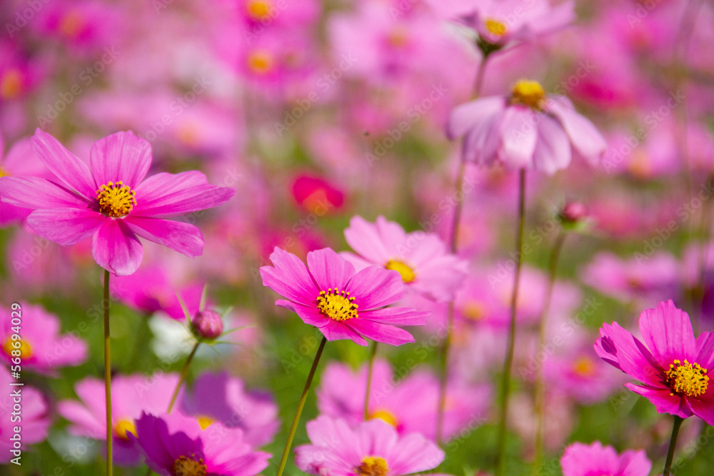 Close up pink cosmos flowers on cosmos field blurred background. Close up pink cosmos flowers on cosmos field blurred background.