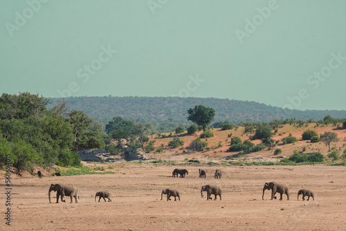 Photography Breeding herd of elephants in Botswana