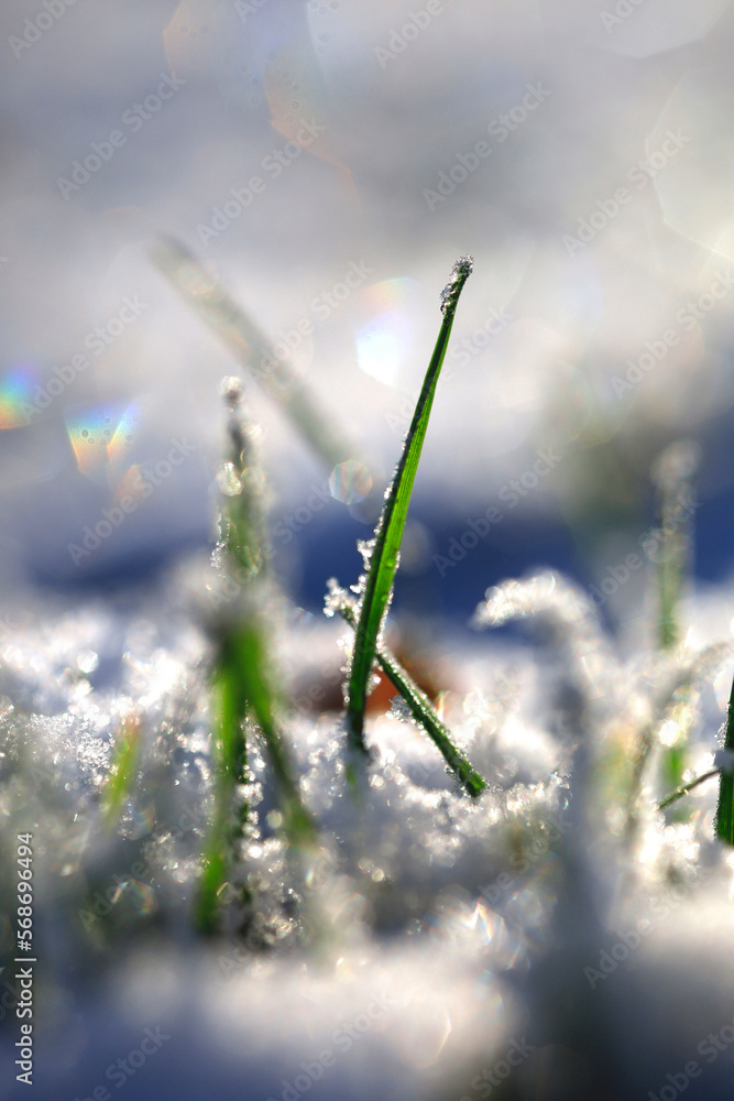 Macro photography of blades of grass in winter Macro photography of blades of grass in winter