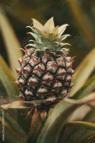 Azoren Sao Miguel Portugal Atlantischer Ozean Ponta Delgada