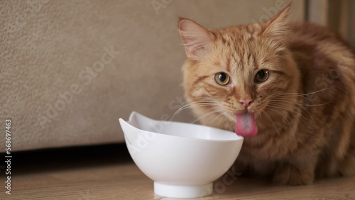 Ginger cat licking face sitting at the bowl with food. The cat is eating.Cat licks looks into the frame. Tasty food for animal. Red fluffy friend. Domestic cute pet.