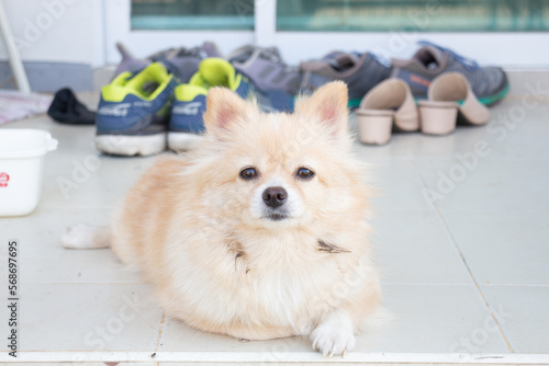 Pomeranian dog sitting on the floor