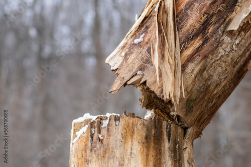 Broken dry tree close-up.An old, broken tree without bark after a strong wind in the park.