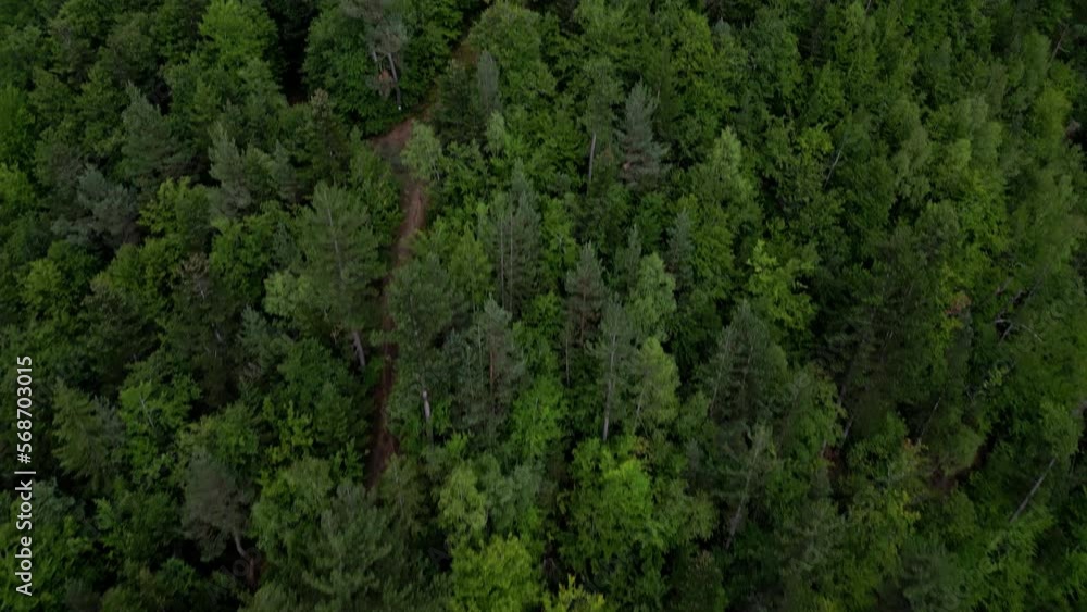 DRONE SHOT: View over a green and healthy forest in front of mountain range on a sunny day DRONE SHOT: View over a green and healthy forest in front of mountain range on a sunny day