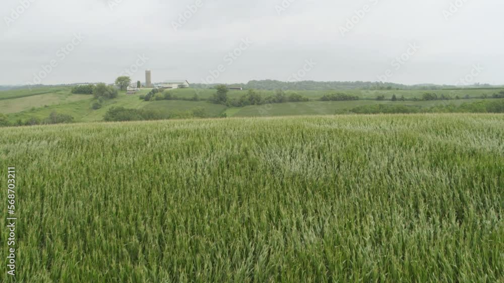 Aerial, wind blowing on fresh organic corn agricultural field Aerial, wind blowing on fresh organic corn agricultural field