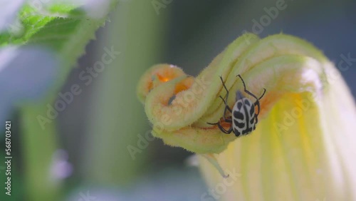 Closeup of an Astylus atromaculatus bug on a zucchini flower photo