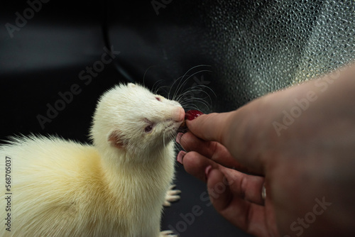 Cute ablino ferret with black background photo