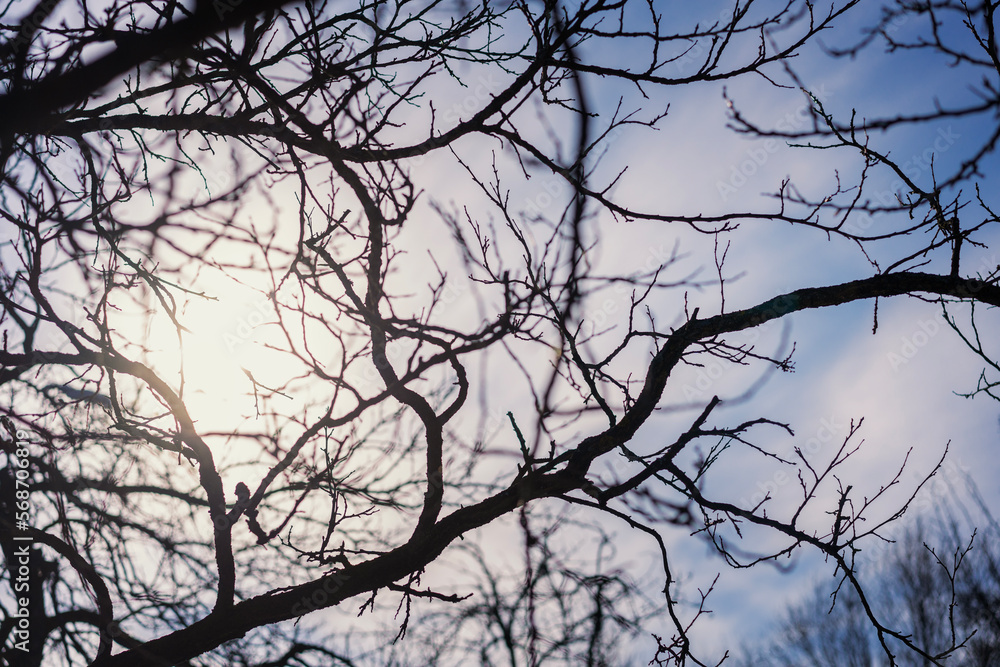 Bare tree branches against the blue sky on a sunny spring day Bare tree branches against the blue sky on a sunny spring day