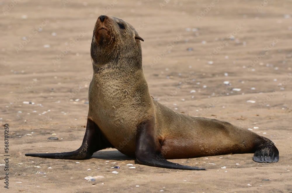 Naklejka premium Portrait of a cute little fur seal at Cape Cross