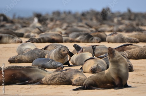 Fur seal colony at Cape Cross, Swakopmund, Namibia