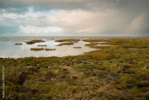 Wadden sea on the island Romo in Denmark, intertidal zone, wetland with plants, low tide at north sea 