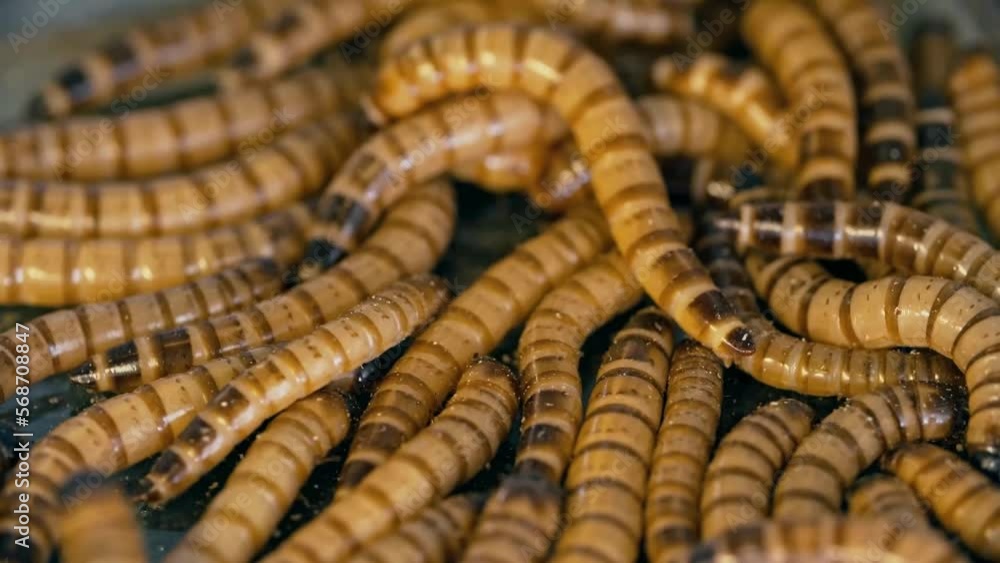 mealworms , meal worms , superworm isolated larva, larvae Stages of