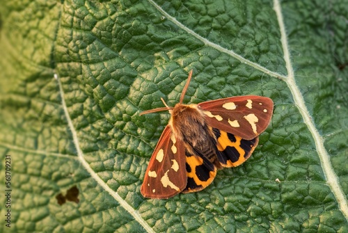 Garden Tiger Moth - Hyphoraia aulica, small beautiful colored moth from European forests, meadows and grasslands, Zlin, Czech Republic. photo