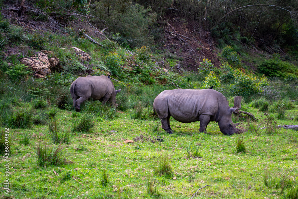 Fototapeta premium Wild Life photos from a safari in Africa