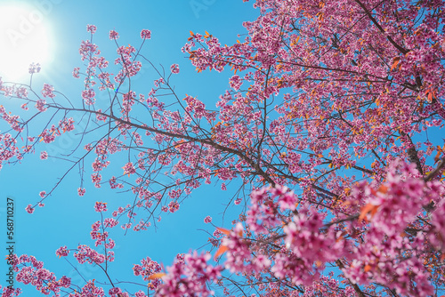Under the tree, Pink Cherry Sakura Blossom, Flower in Thailand, Phu-lom-Lo Loei Province. Pink flower Background. Blue sky. Relaxation.