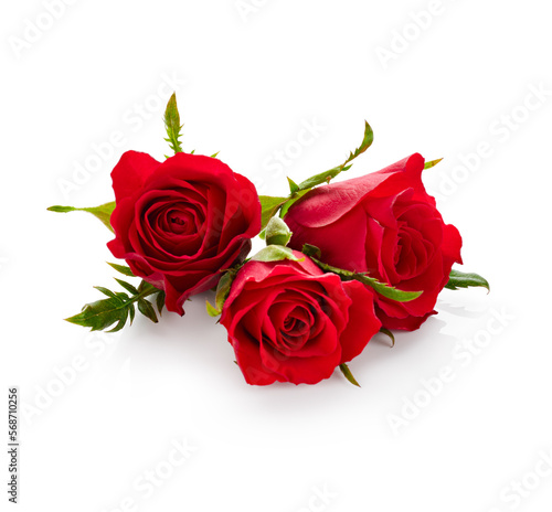 Valentine day red roses isolated on white background