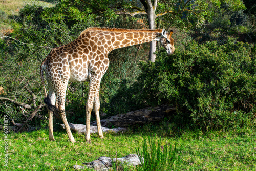 Wild Life photos from a safari in Africa