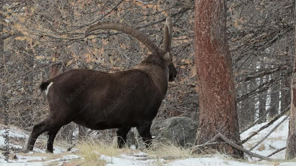 The mighty Ibex in the mating season (Capra ibex) The mighty Ibex in the mating season (Capra ibex)
