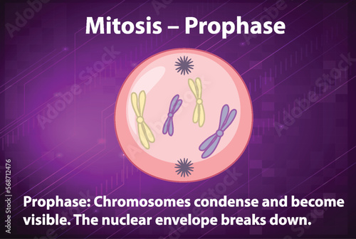 Process of mitosis prophase with explanations