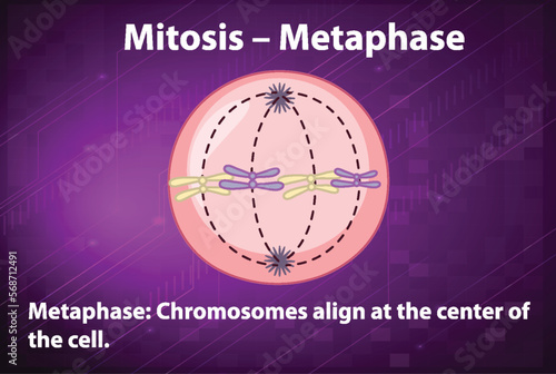 Process of mitosis metaphase with explanations
