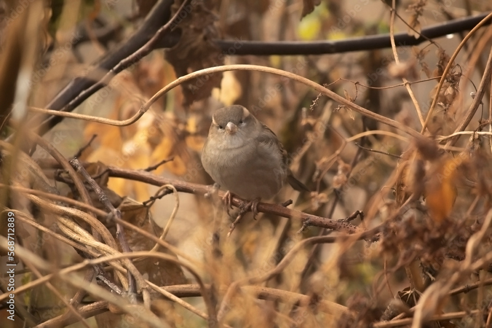 two squirrels play holding on a tree, autumn photo