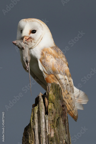 A portrait of a Barn Owl with a caught mouse in its beak
