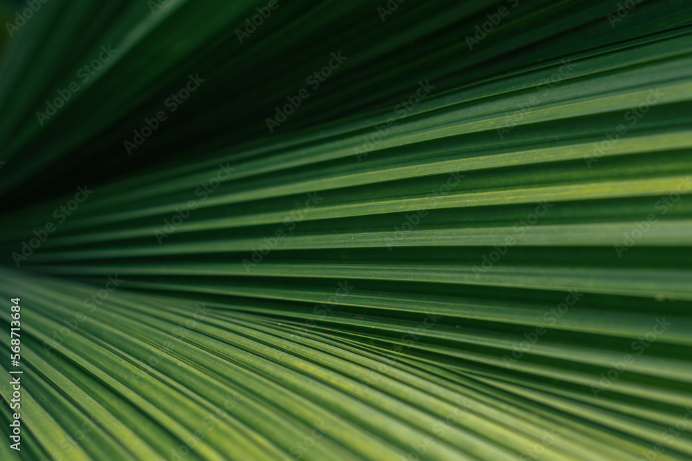 Obraz premium Green palm leaf layered texture background