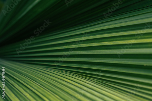 Green palm leaf layered texture background © Tito Rollis