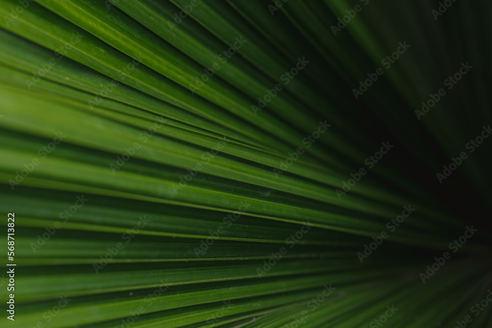 Green palm leaf layered texture background Green palm leaf layered texture background